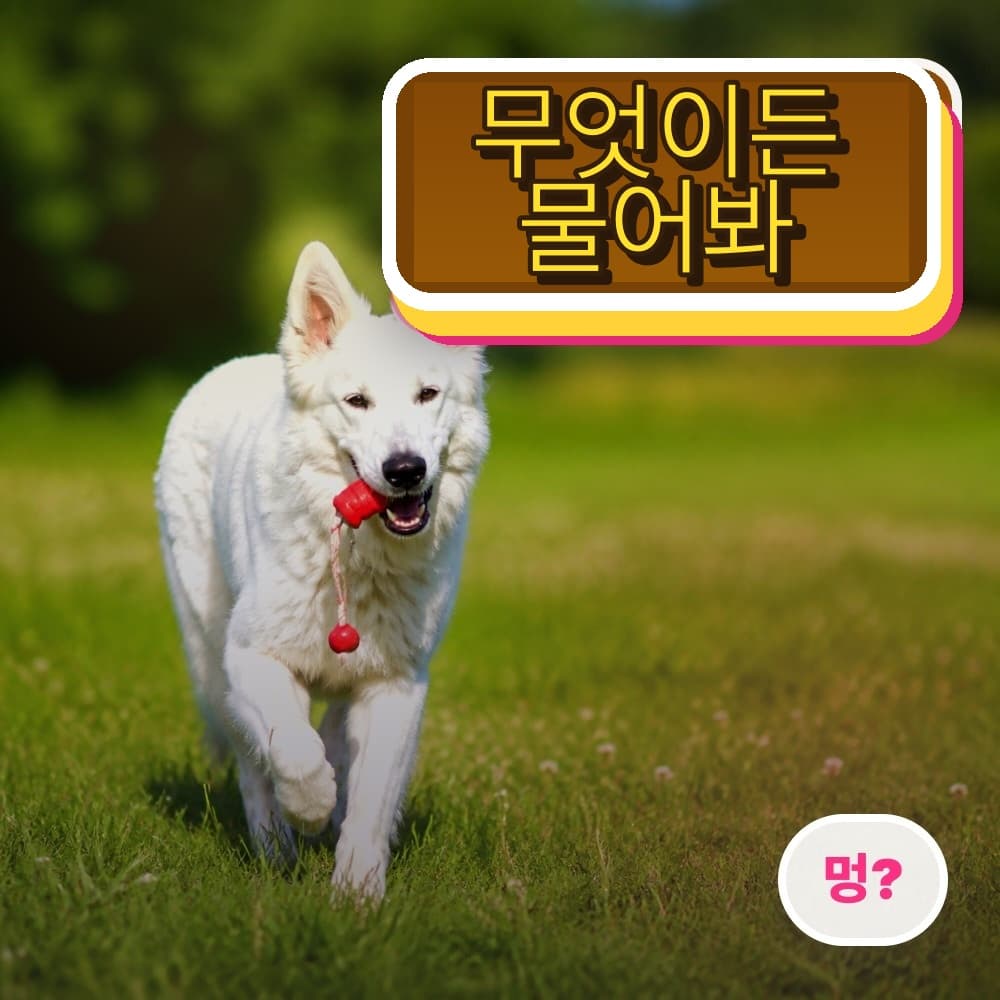무엇이든 물어봐