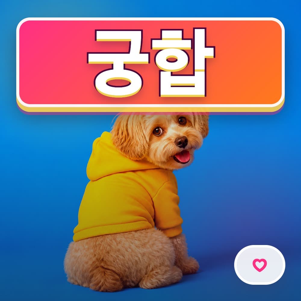 궁합